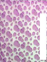 Шторка-занавеска для ванны Miranda Side Lila