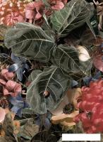 Фотообои Arthata листовые Fotooboi-30 (300x270)