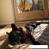 Шлейка-жилетка Puppia Soft Vest PAHA-AH305-GY-S (серый)