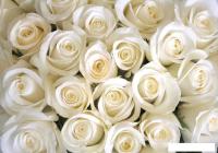 Фотообои Citydecor Бутоны роз 200x140