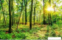 Фотообои Citydecor Солнечный лес 400x254
