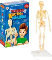 Набор для опытов Bondibon Японские опыты. Человек. Кости и мышцы ВВ4728