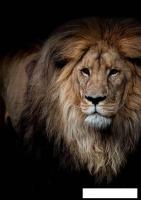 Картина на стекле Stamprint Могучий лев AN002 (100x70)