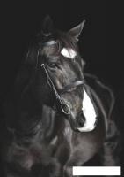 Картина на стекле Stamprint Лошадь AN006 (100x70)