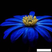 Картина на стекле Stamprint Синяя ромашка AR018 (50x50)