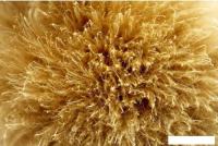 Картина на стекле Stamprint Золотая середина AR034 (80x120)