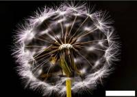 Картина на стекле Stamprint Одуванчик AR015 (70x100)