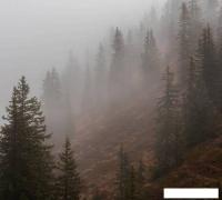 Фотообои Vimala Лес в тумане 9 270x300