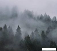 Фотообои Vimala Лес в тумане 7 270x300