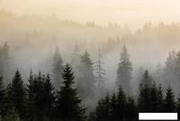 Фотообои Vimala Лес в тумане 8 270x400