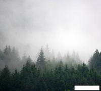 Фотообои Vimala Лес в тумане 4 270x300