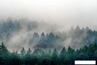 Фотообои Vimala Лес в тумане 5 270x400