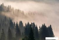 Фотообои Vimala Лес в тумане 3 270x400