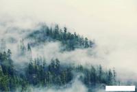 Фотообои Vimala Лес в тумане 2 270x400