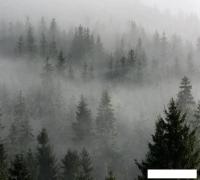 Фотообои Vimala Лес в тумане 6 270x300