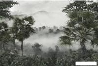 Фотообои Vimala Тропические джунгли 270x300