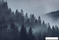 Фотообои Vimala Серый лес 270x400