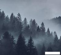 Фотообои Vimala Серый лес 270x300