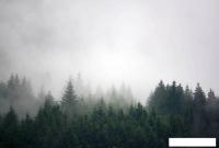 Фотообои Vimala Лес в тумане 4 270x400