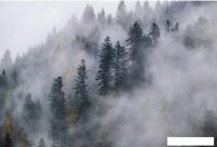 Фотообои Vimala Лес в тумане 10 270x400