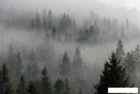 Фотообои Vimala Лес в тумане 6 270x400