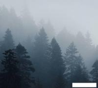 Фотообои Vimala Серый лес 2 270x300