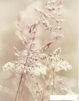 Фотообои Citydecor Цветущий луг 200x254