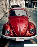 Фотообои Citydecor Жук 200x254