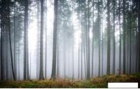 Фотообои Citydecor Лес в тумане 2 400x254