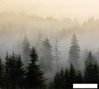 Фотообои Vimala Лес в тумане 8 270x300