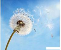 Фотообои Citydecor Одуванчик 2 300x254