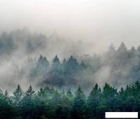 Фотообои Vimala Лес в тумане 5 270x300