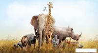 Фотообои ФабрикаФресок Африканские звери 485270 (500x270)