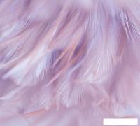 Фотообои Vimala Перья 1 270x300
