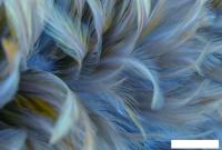 Фотообои Vimala Перья 12 270x400