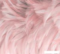 Фотообои Vimala Перья 14 270x300