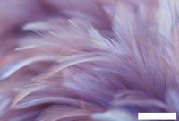 Фотообои Vimala Перья 19 270x400