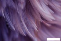 Фотообои Vimala Перья 18 270x400