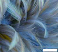 Фотообои Vimala Перья 12 270x300