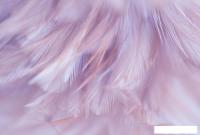 Фотообои Vimala Перья 1 270x400