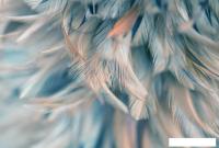 Фотообои Vimala Перья 17 270x400