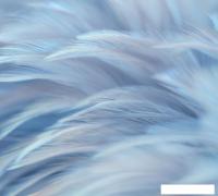 Фотообои Vimala Перья 13 270x300