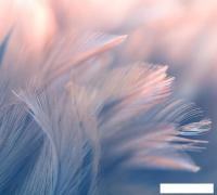 Фотообои Vimala Перья 15 270x300