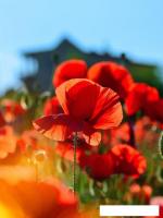 Картина Stamion Маки (50x60см)