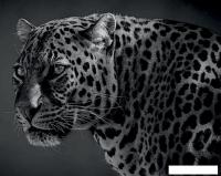 Картина Stamprint Леопард AM003 (80x100)