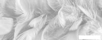 Фотообои ФабрикаФресок Серые перья 157280 (700x280)