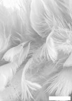 Фотообои ФабрикаФресок Серые перья 152280 (200x280)