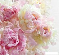 Фотообои Твоя планета Люкс Пионы