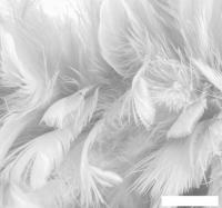 Фотообои ФабрикаФресок Серые перья 153280 (300x280)