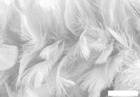 Фотообои ФабрикаФресок Серые перья 154280 (400x280)
